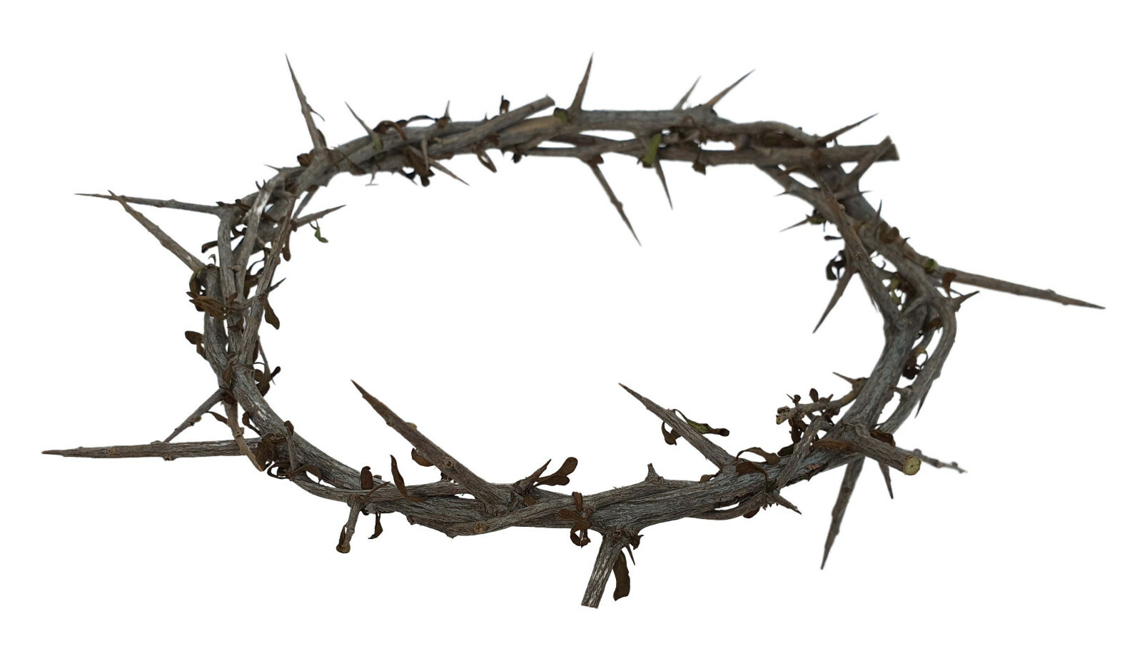 Authentic Biblical Lifesize 8″ Crown of Thorns w/ Certificate