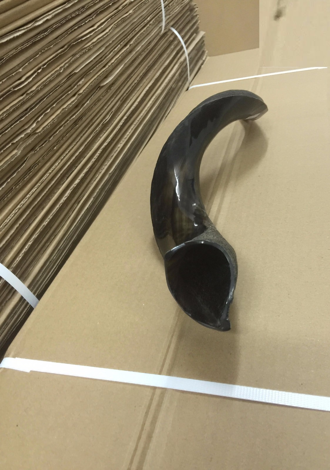 Yemenite Kudu Horn Shofar 55-60 Cm Made in Israel *Free Shipping*