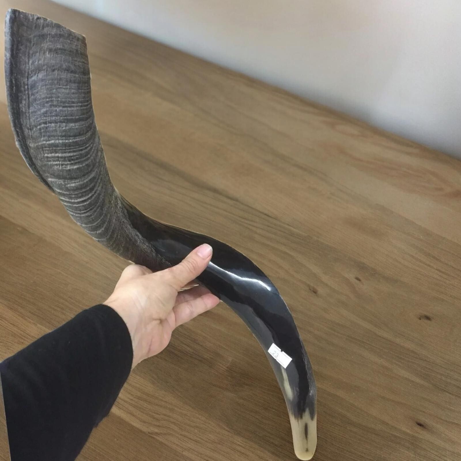 Yemenite Kudu Horn Shofar 55-60 Cm Made in Israel *Free Shipping*