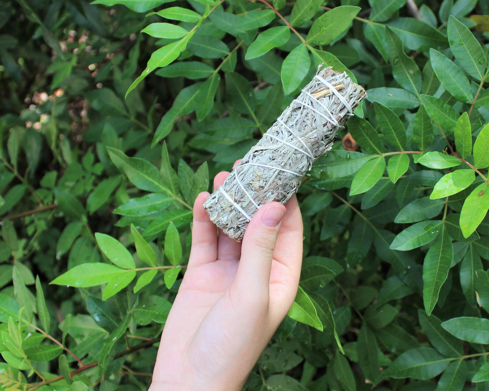Blue Sage Smudge Stick: 2 Wand Pack! (Herb, House Cleansing Negativity Removal)
