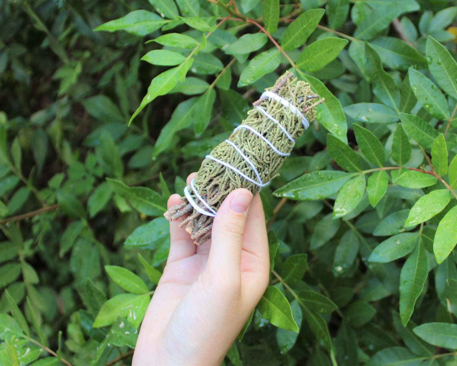 Juniper Smudge Stick 3″ – 4″ (Herb House Cleansing Negativity Removal)