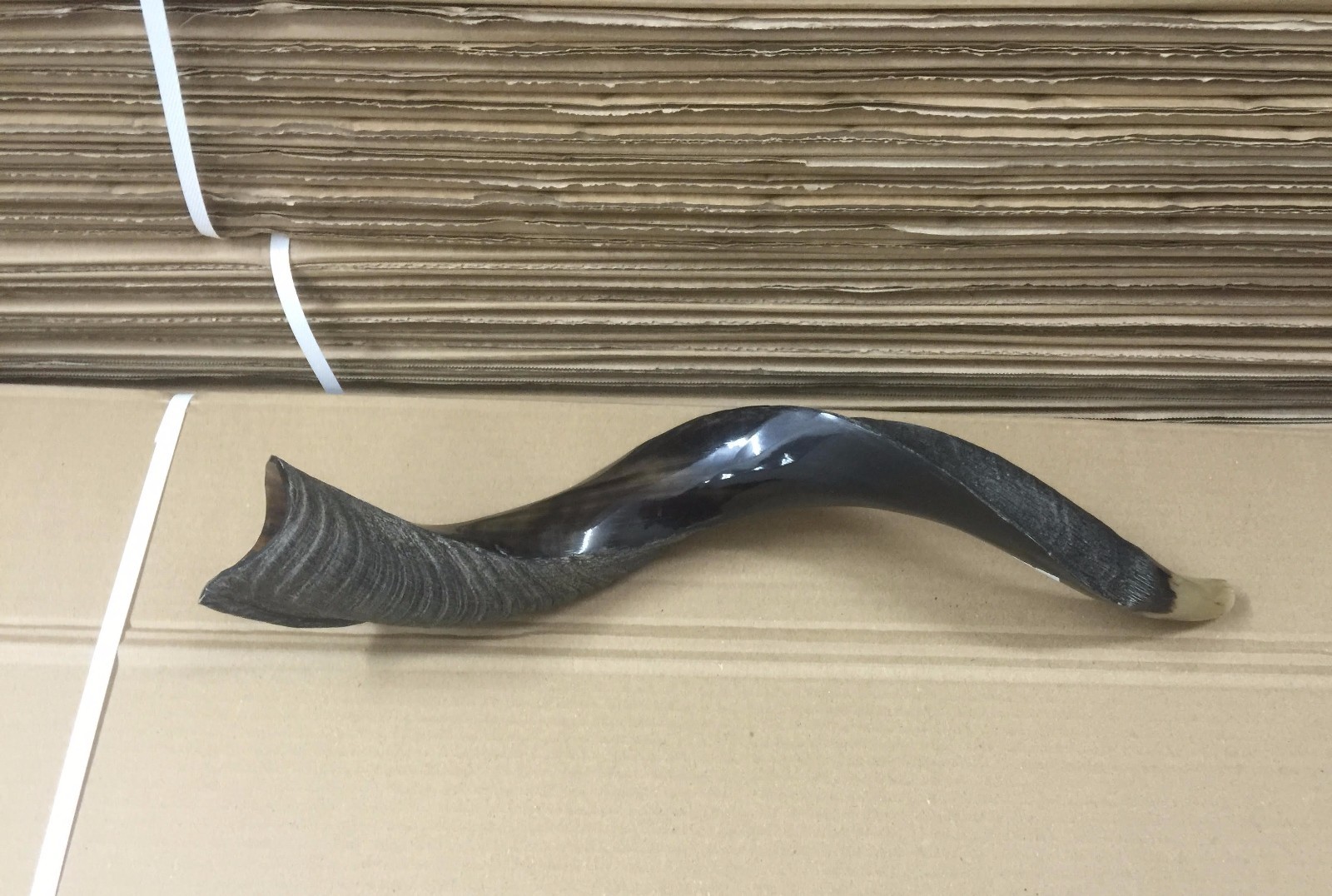 Yemenite Kudu Horn Shofar 55-60 Cm Made in Israel *Free Shipping*