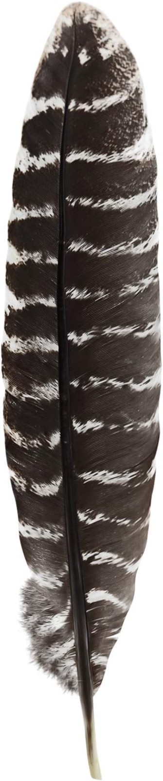 Authentic Large Barred Turkey Feathers for Smudging & Creative Crafts – 10-12 In
