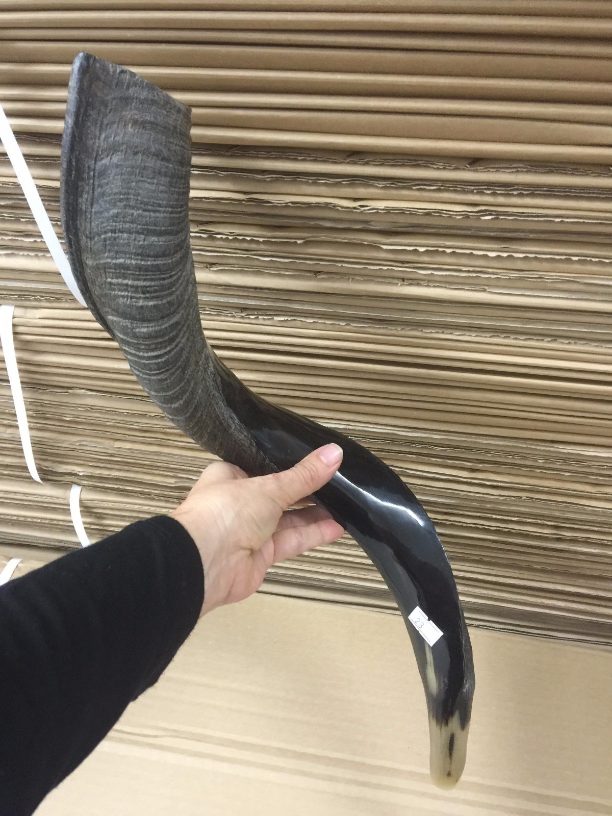 Yemenite Kudu Horn Shofar 55-60 Cm Made in Israel *Free Shipping*