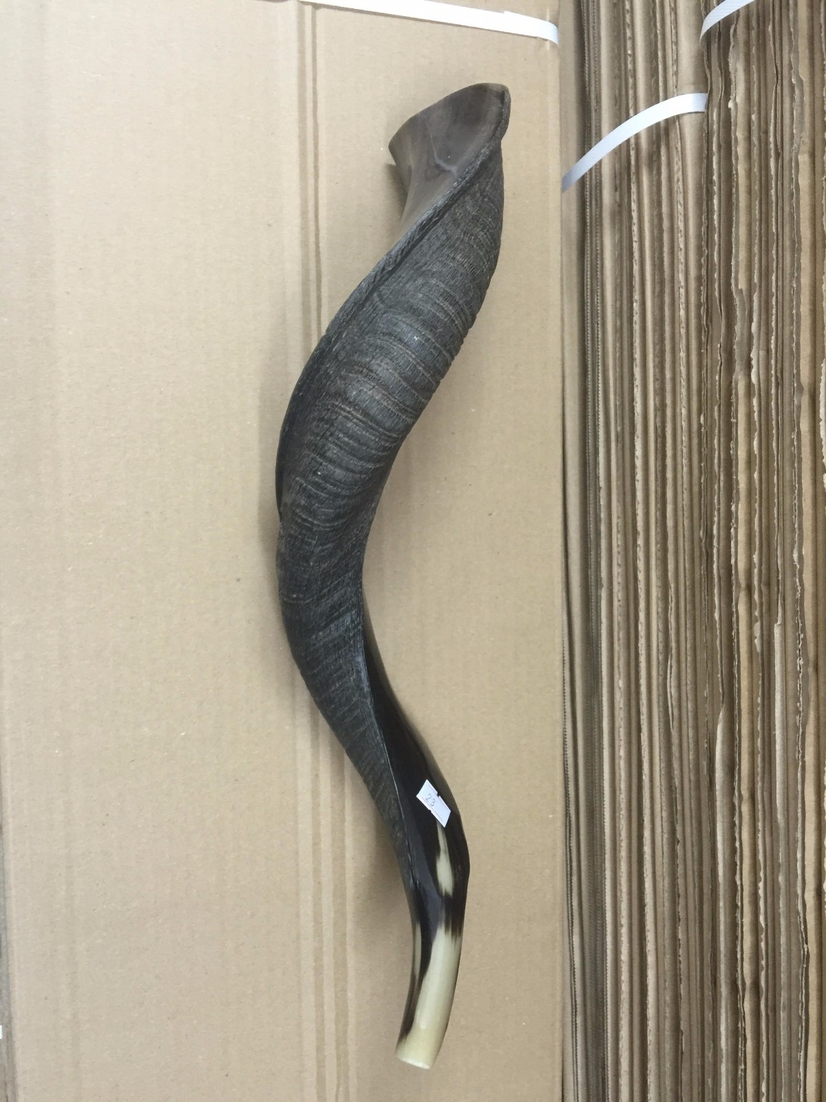 Yemenite Kudu Horn Shofar 55-60 Cm Made in Israel *Free Shipping*