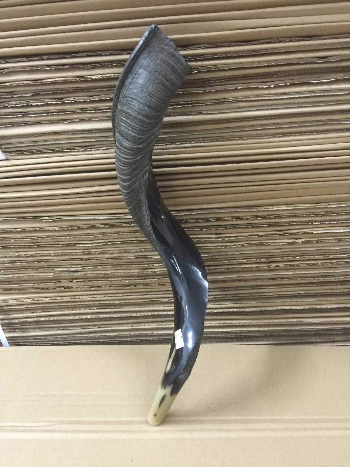 Yemenite Kudu Horn Shofar 55-60 Cm Made in Israel *Free Shipping*