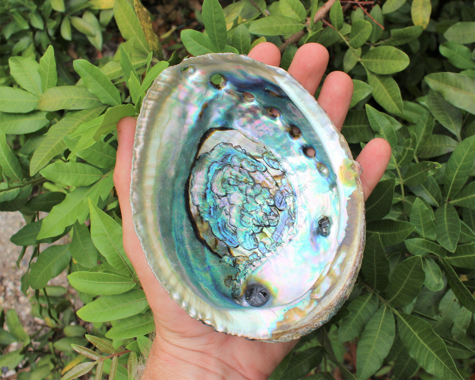 Smudge Kit: Large Abalone Shell Stand 2 x Palo Santo 2 x Blue Sage + Feather