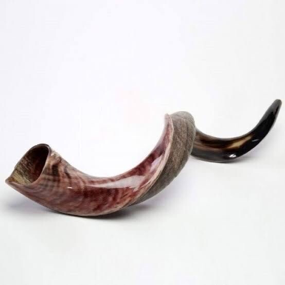 Shofar Yemenite Kudu Horn XL 31”- 41” New KOSHER+Free Odor Spray Free Shipping