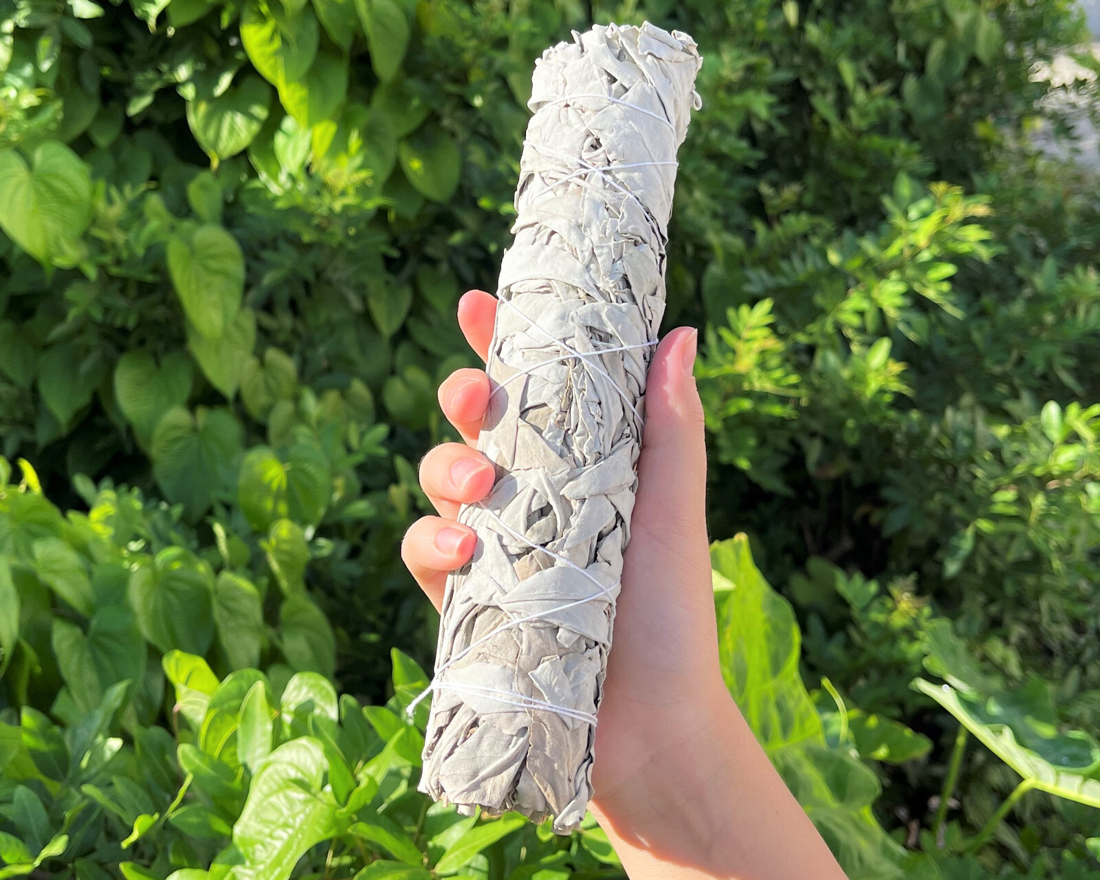 9″ White Sage Smudge Sticks, Large Jumbo Size + Directions!