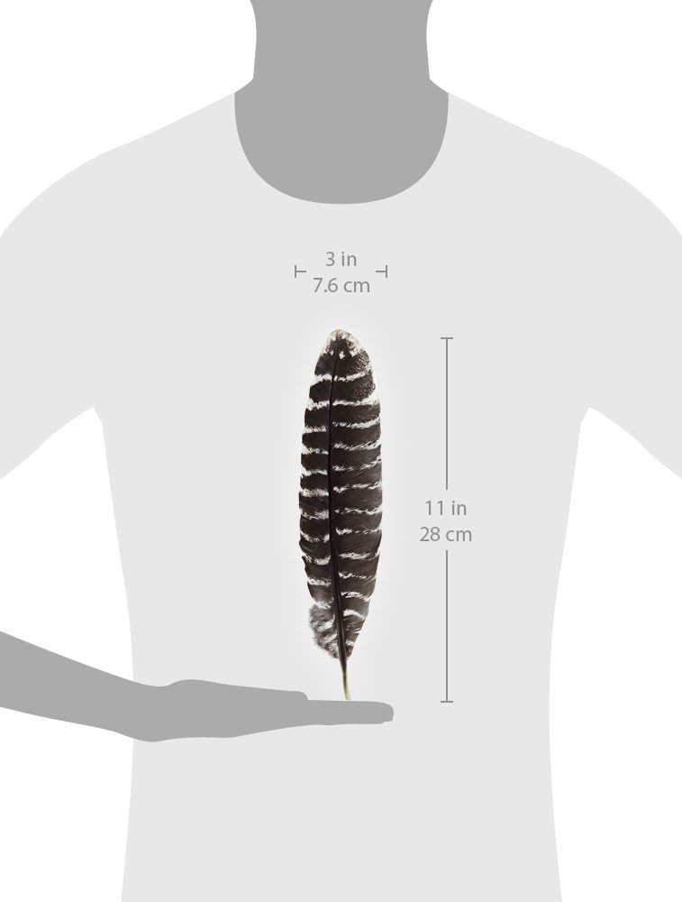Authentic Large Barred Turkey Feathers for Smudging & Creative Crafts – 10-12 In