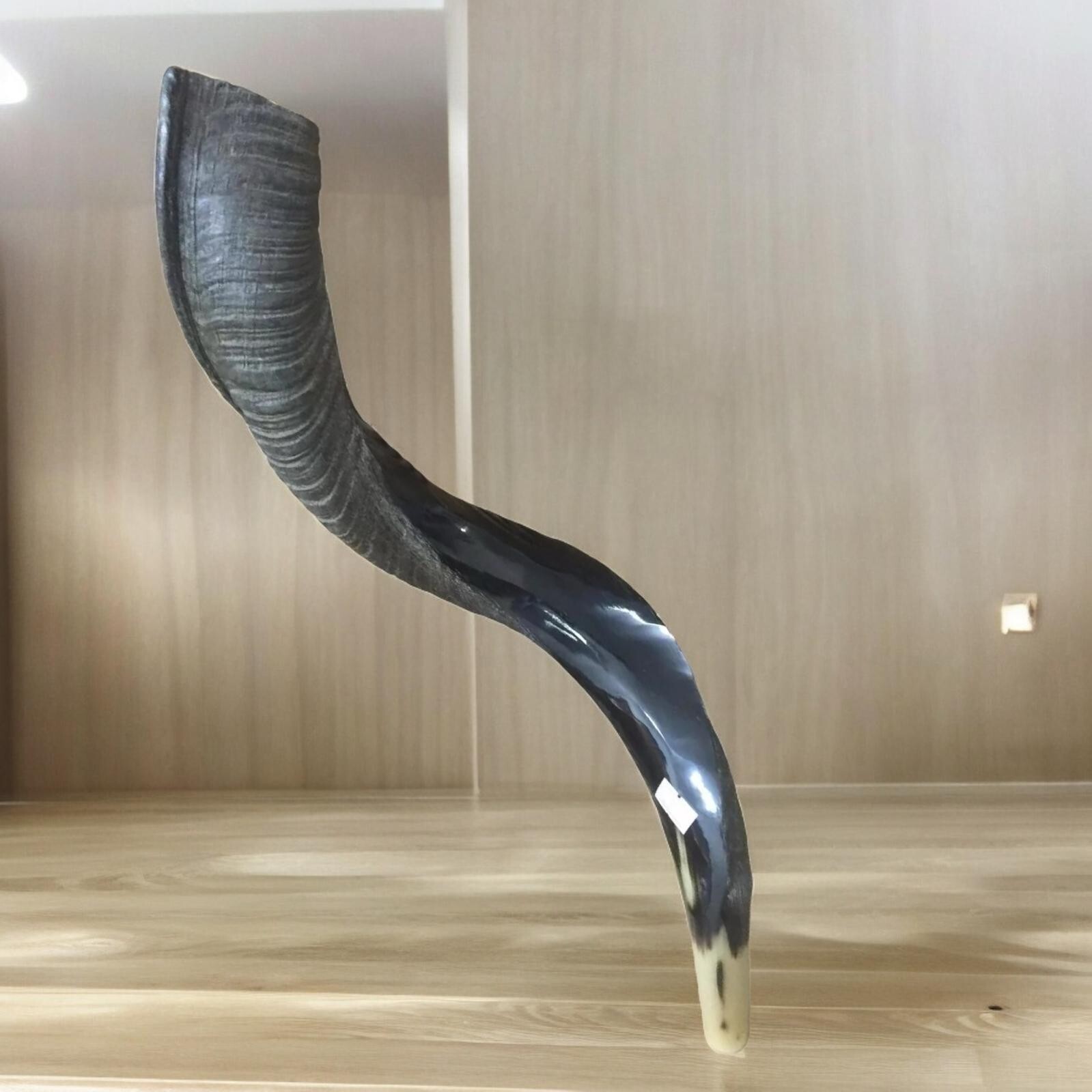 Yemenite Kudu Horn Shofar 55-60 Cm Made in Israel *Free Shipping*