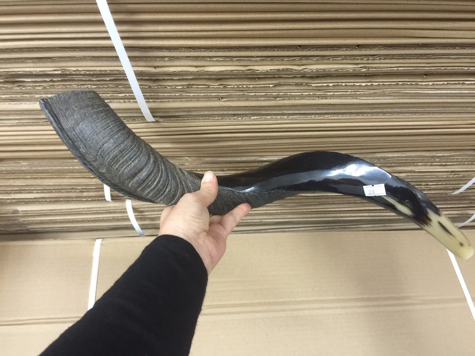 Yemenite Kudu Horn Shofar 55-60 Cm Made in Israel *Free Shipping*